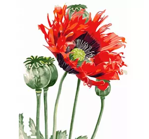 Картина за номерами Strateg Преміум Макова квітка розміром 40х50 см (GS070)